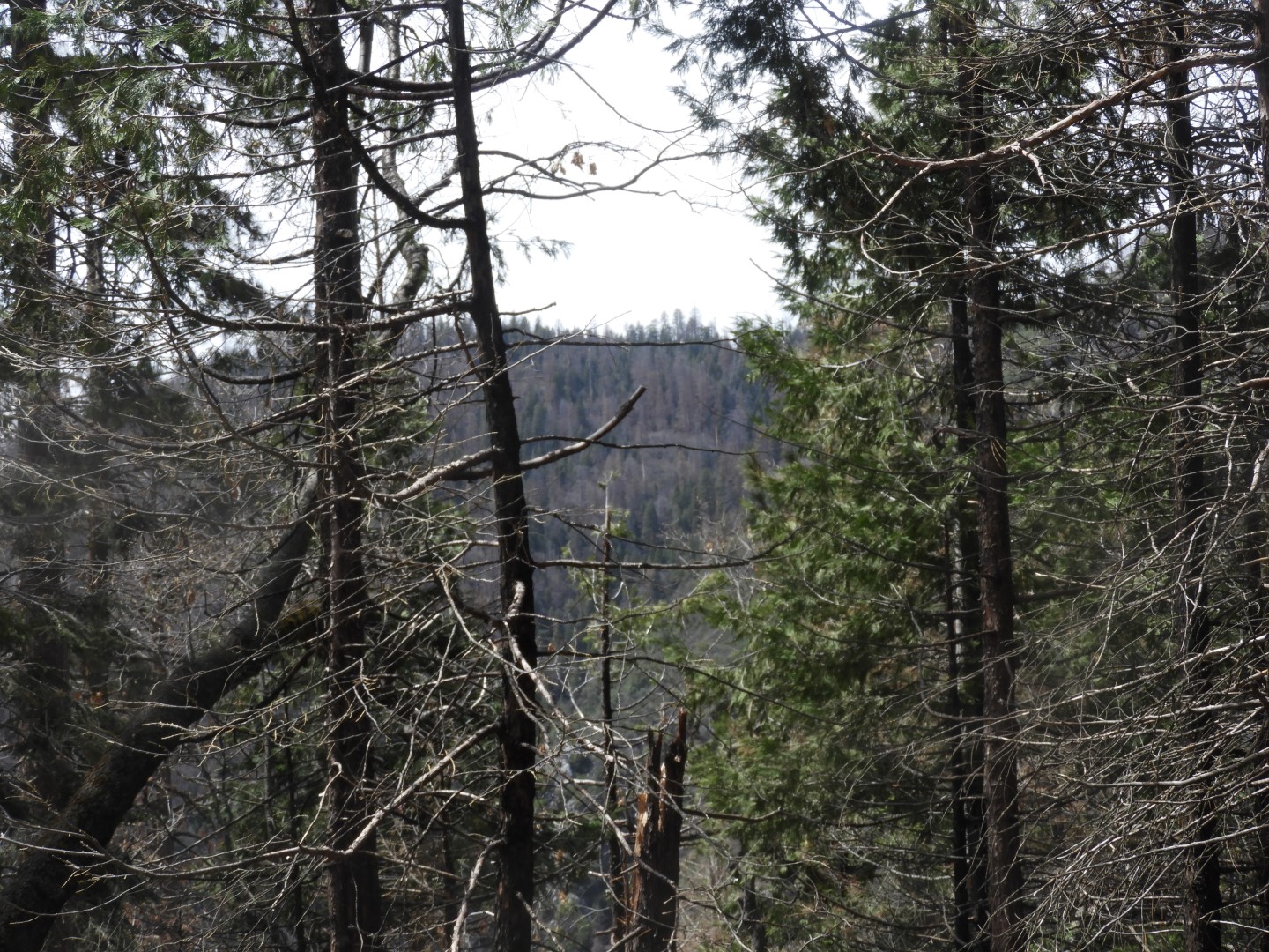 Sequoia National Park  5 of  9 (#3323)