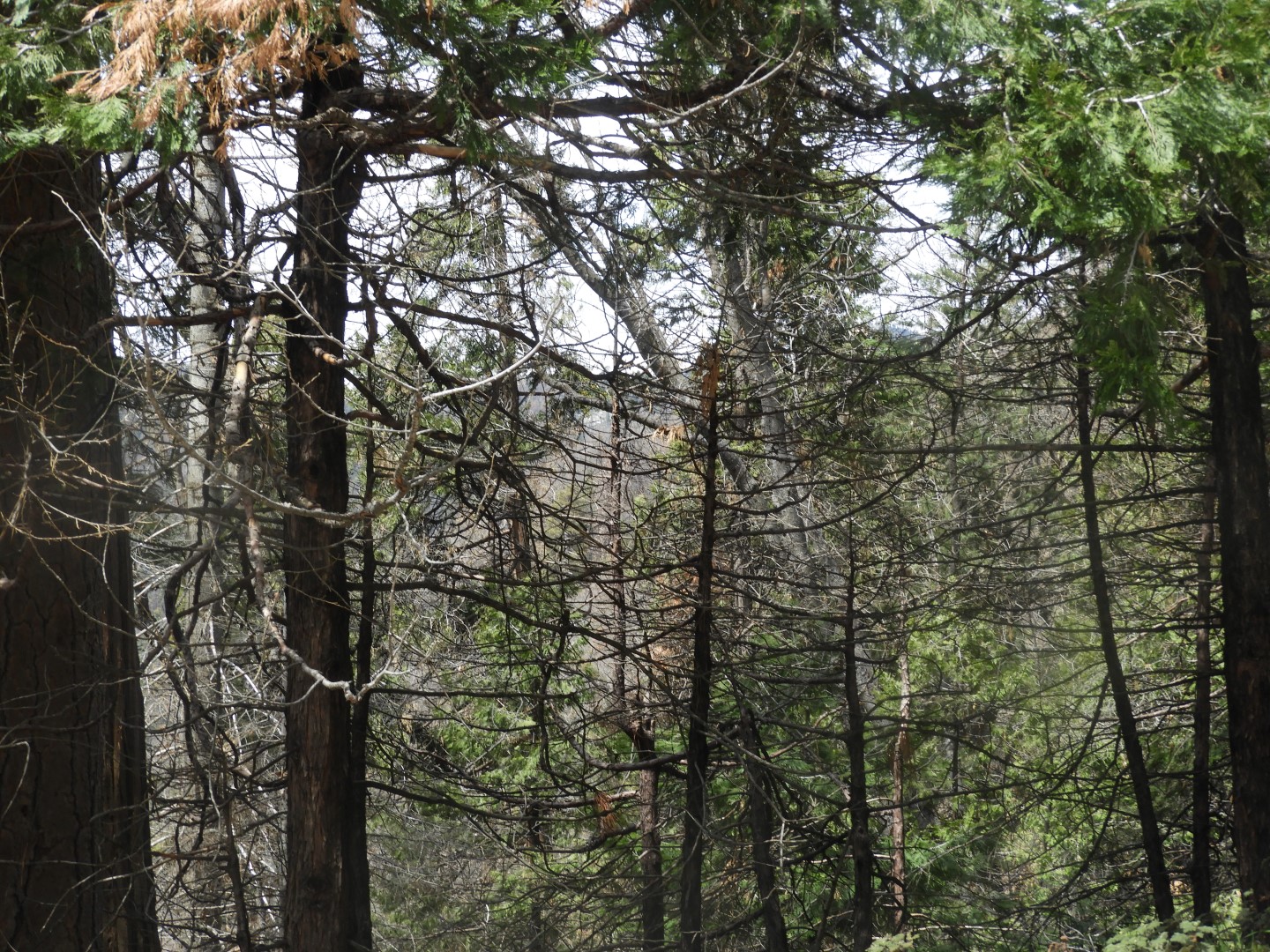 Sequoia National Park  6 of  9 (#3324)