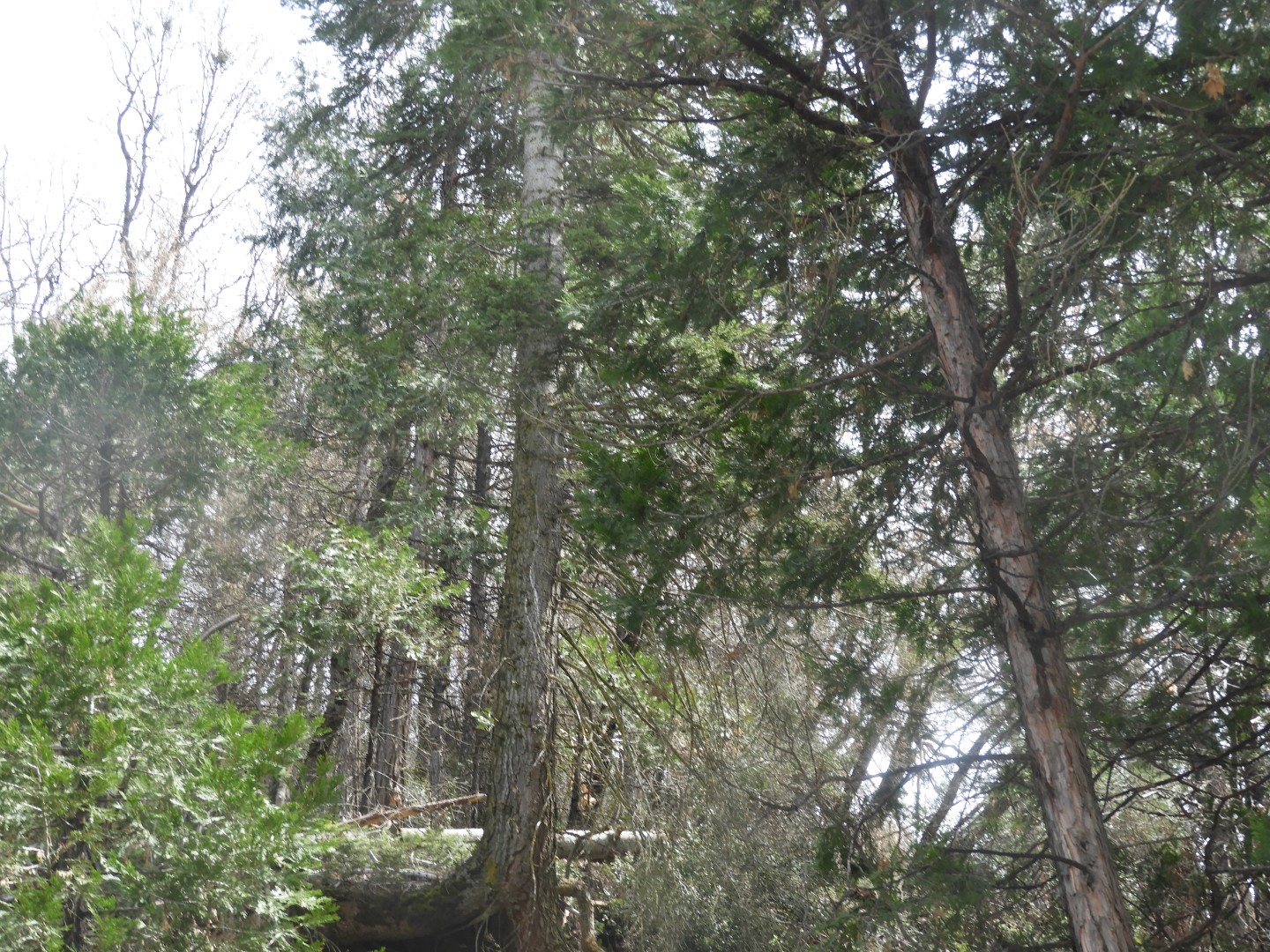 Sequoia National Park  7 of  9 (#3325)