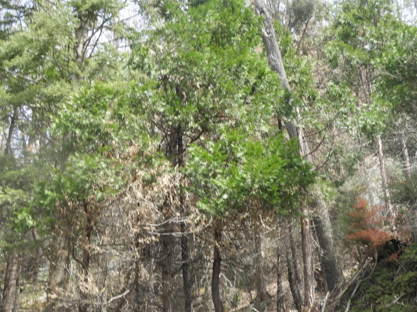 Sequoia National Park  8 of  9 (#3326)