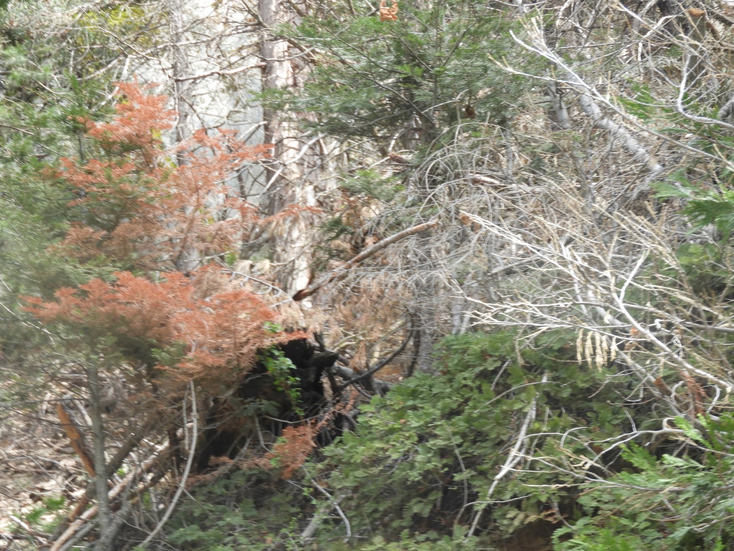 Sequoia National Park  9 of  9 (#3327)