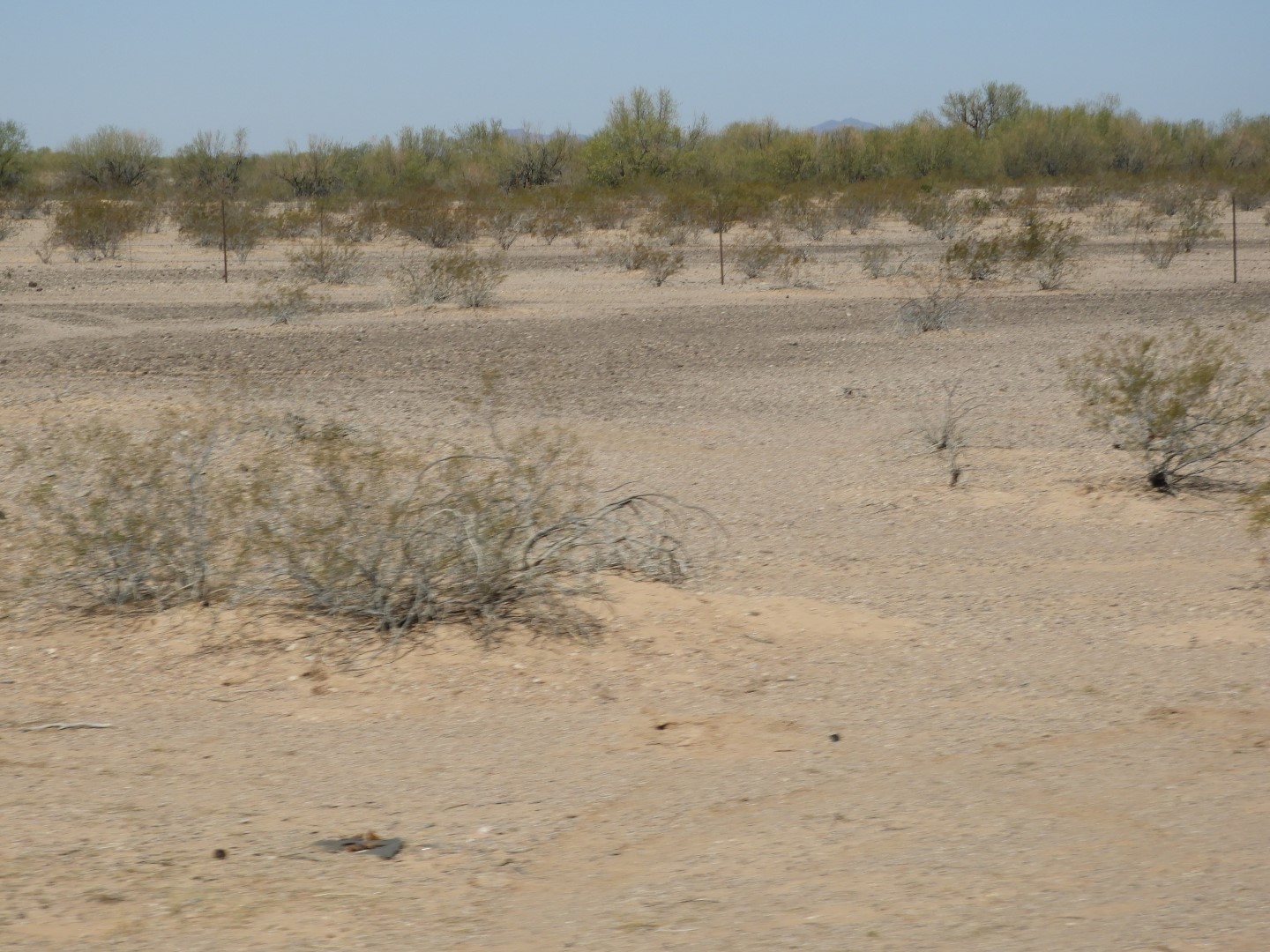Sites along Arizona Hwy 85 to Organ Pipe Cactus  1 of  2 (#3506)