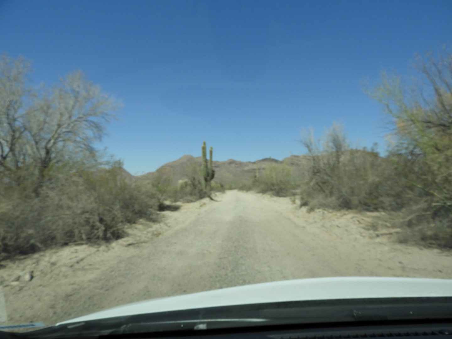 Organ Pipe Cactus Wilderness  2 of 16 (#3508)