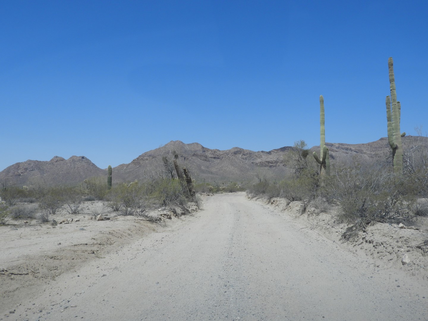 Organ Pipe Cactus Wilderness  1 of 16 (#3509)