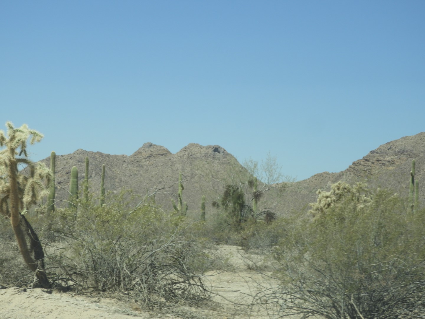 Organ Pipe Cactus Wilderness  3 of 16 (#3510)