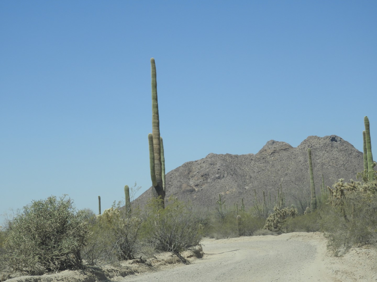Organ Pipe Cactus Wilderness  4 of 16 (#3511)