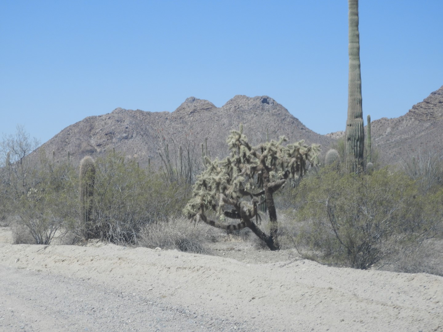 Organ Pipe Cactus Wilderness  5 of 16 (#3512)