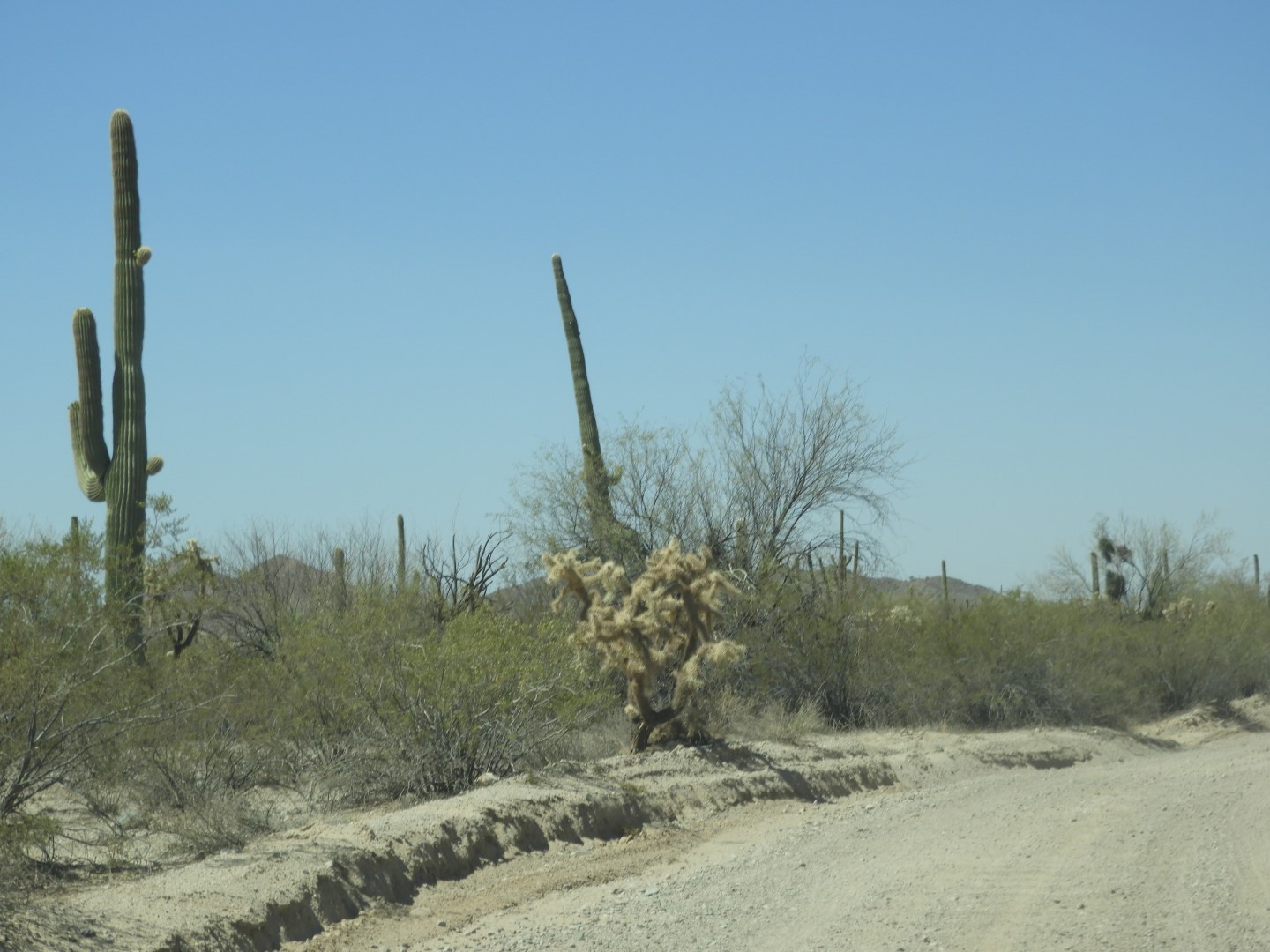 Organ Pipe Cactus Wilderness  6 of 16 (#3513)