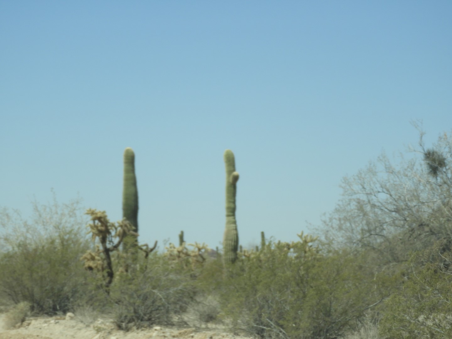 Organ Pipe Cactus Wilderness  7 of 16 (#3514)