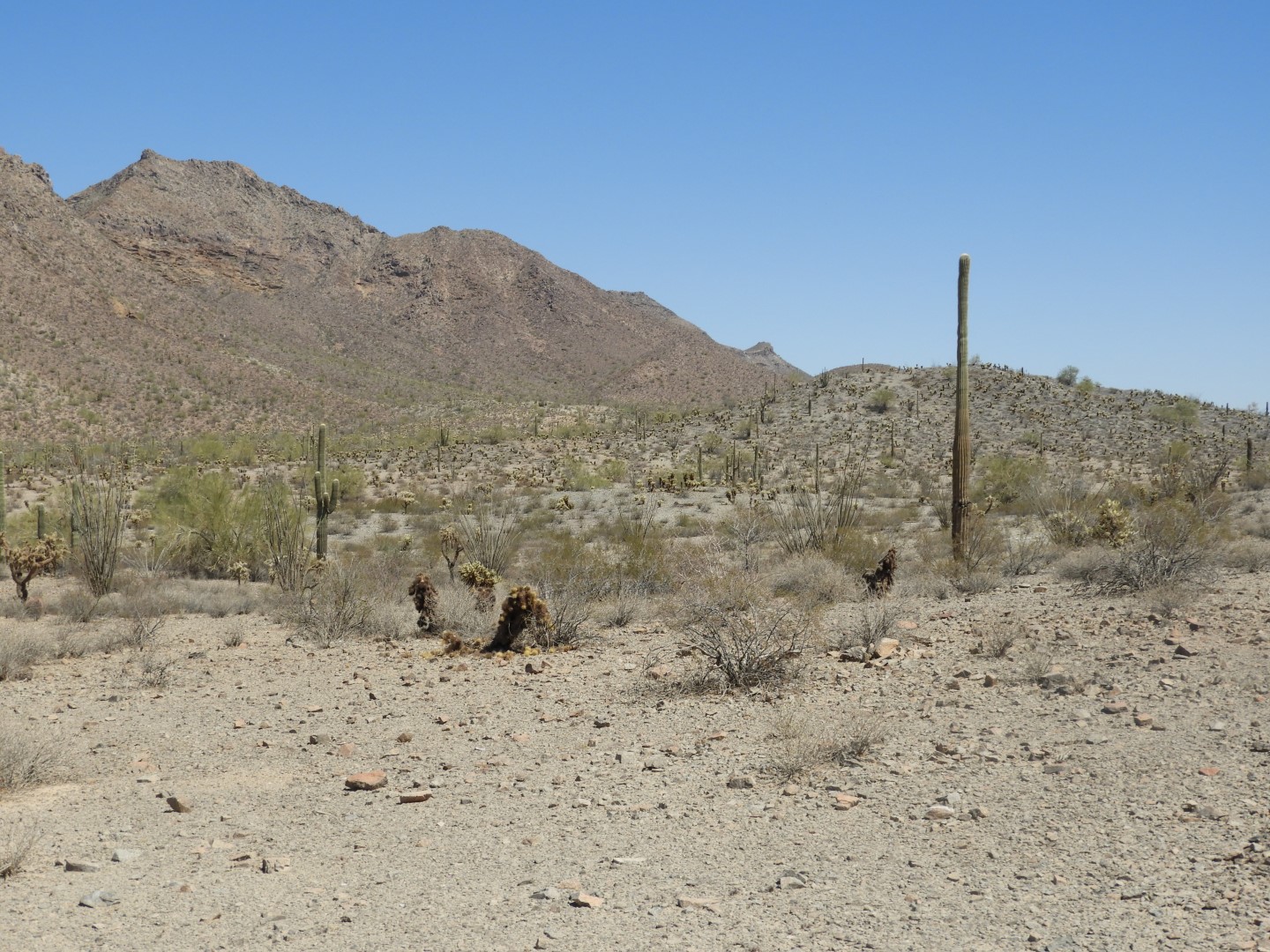 Organ Pipe Cactus Wilderness  9 of 16 (#3516)