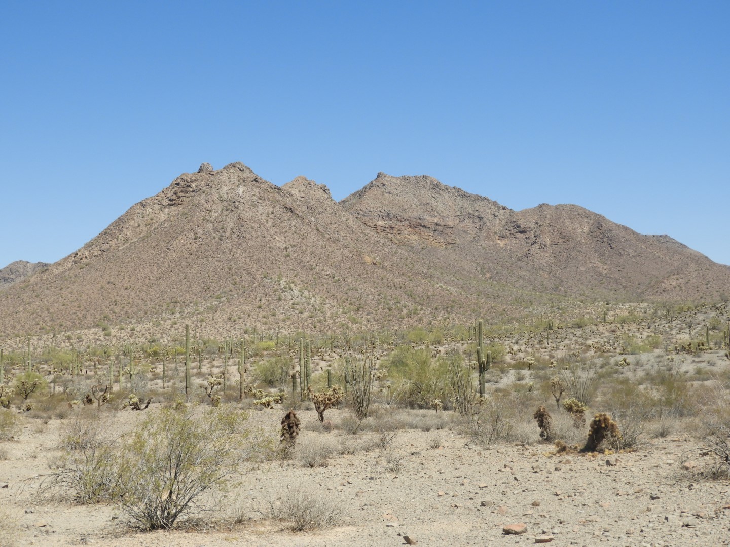 Organ Pipe Cactus Wilderness 10 of 16 (#3517)