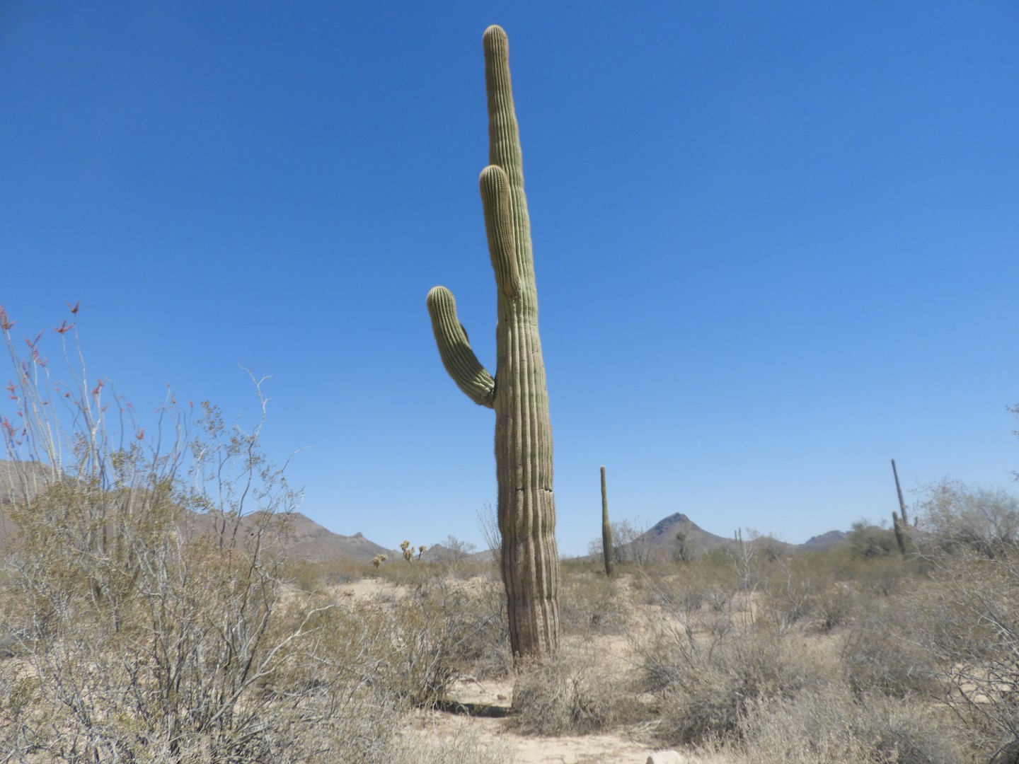 Organ Pipe Cactus Wilderness 11 of 16 (#3518)