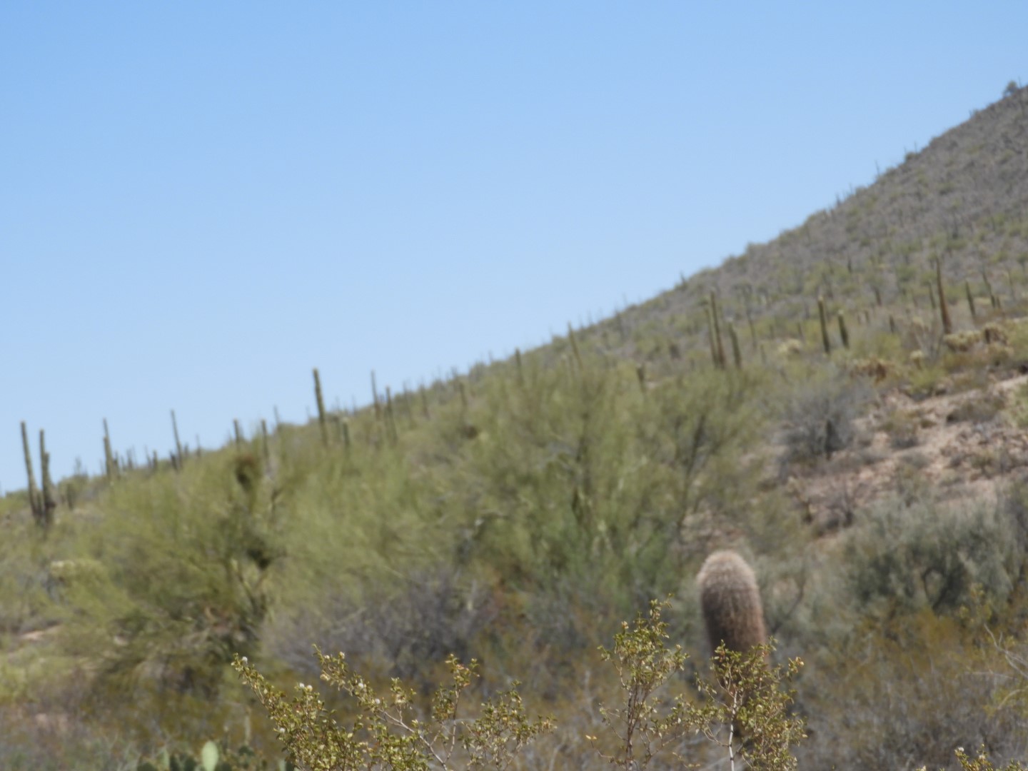 Organ Pipe Cactus Wilderness 12 of 16 (#3519)