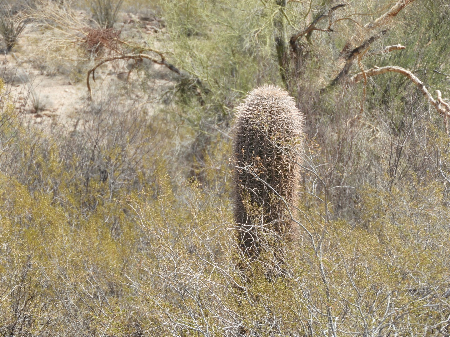 Organ Pipe Cactus Wilderness 13 of 16 (#3520)