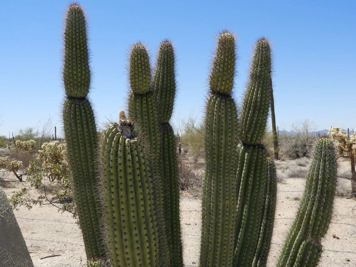 Organ Pipe Cactus National Park  3 of  6 (#3526)