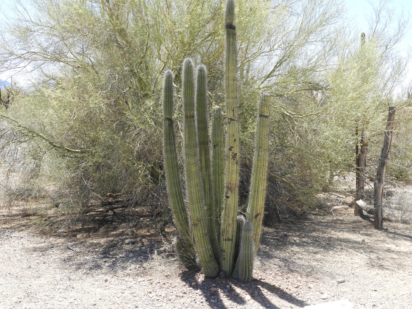 Organ Pipe Cactus National Park  4 of  6 (#3527)
