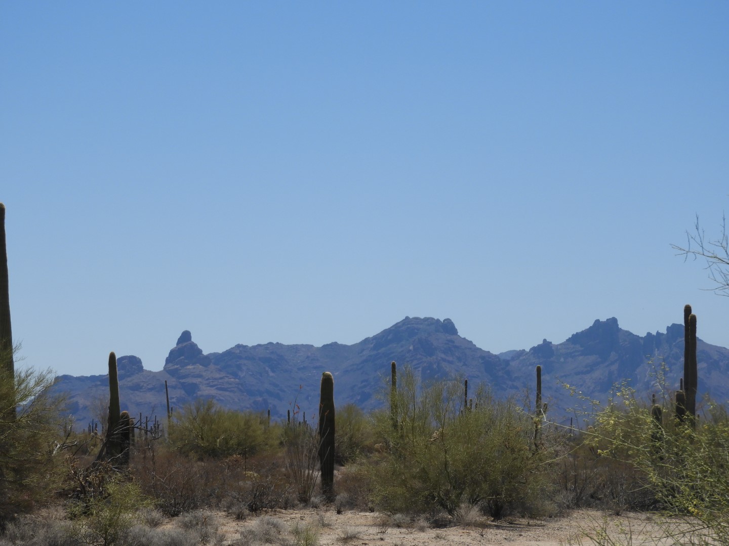 Organ Pipe Cactus National Park  5 of  6 (#3528)