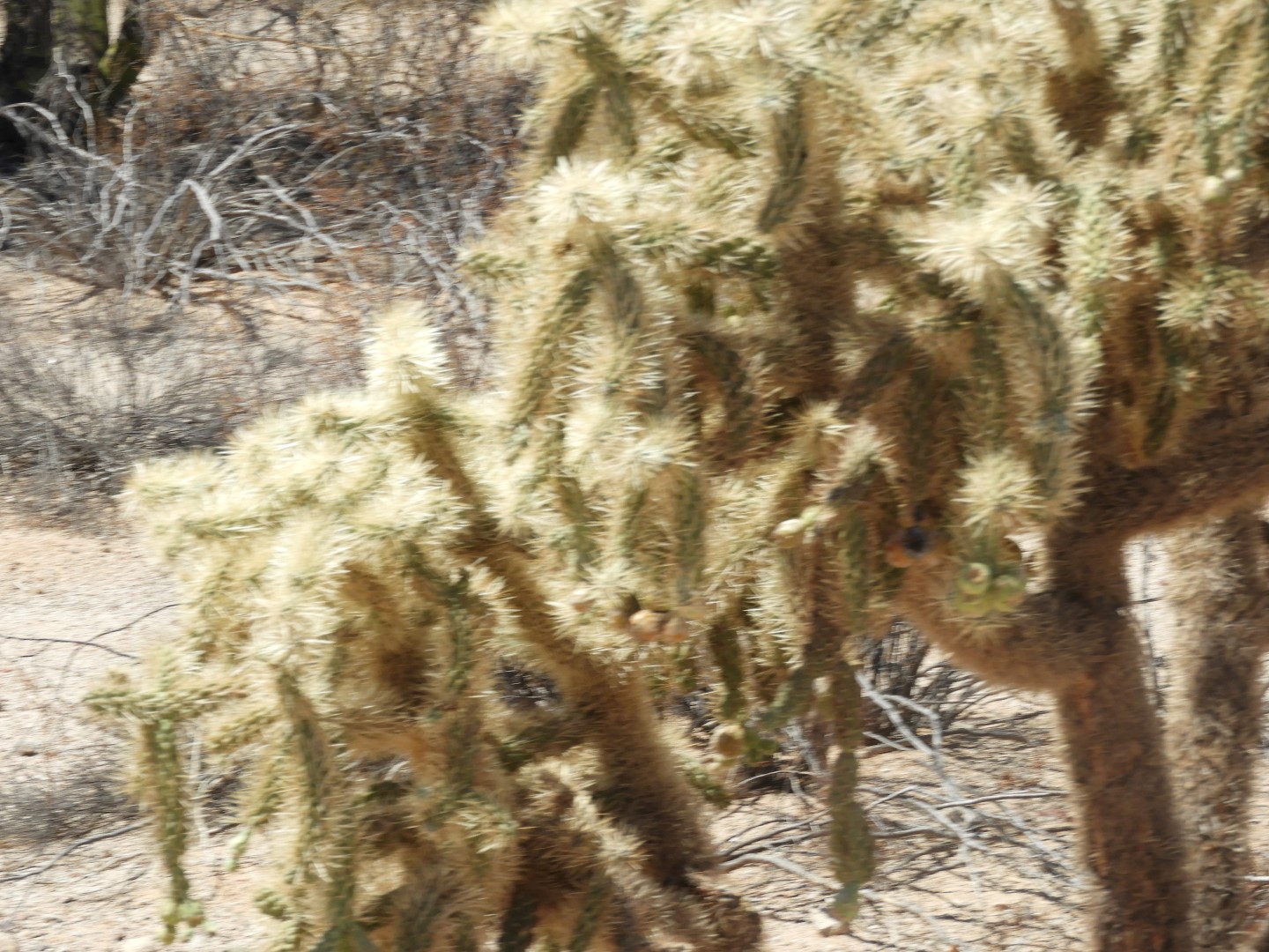 Organ Pipe Cactus National Park  6 of  6 (#3530)