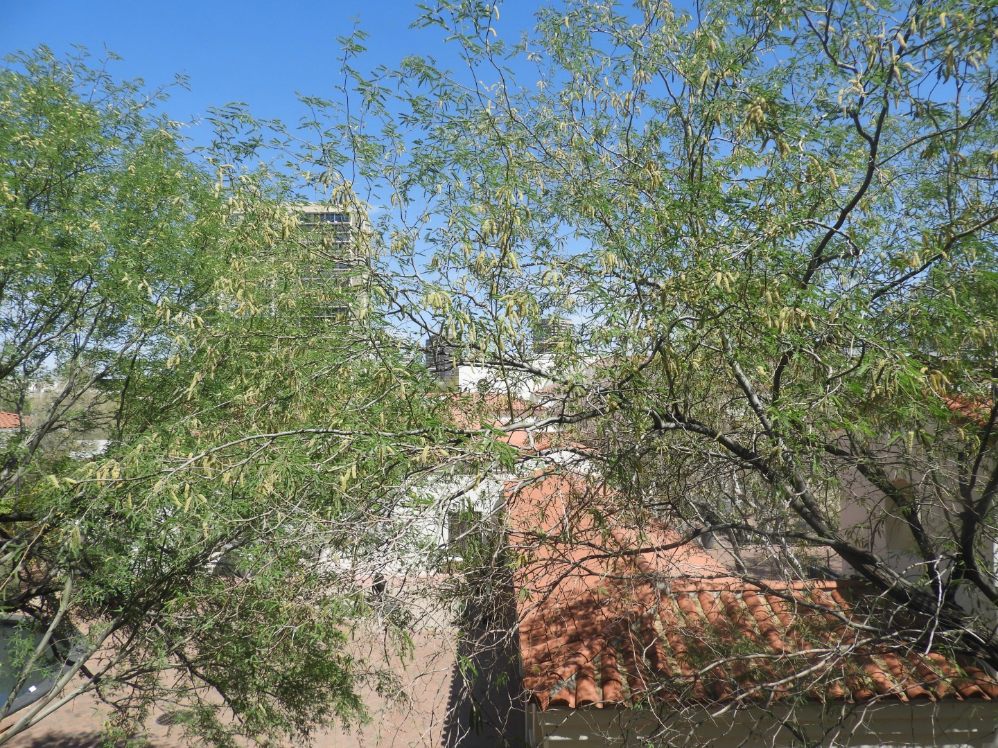 Heard Museum in Phoenix AZ 18 of 59 (#3548)