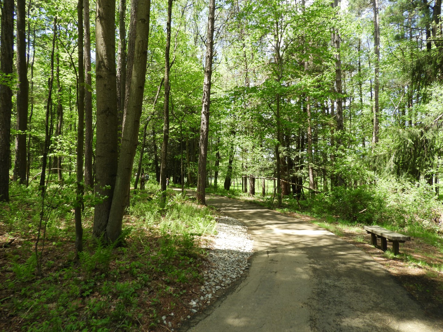 Flora at Ft. Necessity NP near Farmington PA  1 of  5 (#4940)