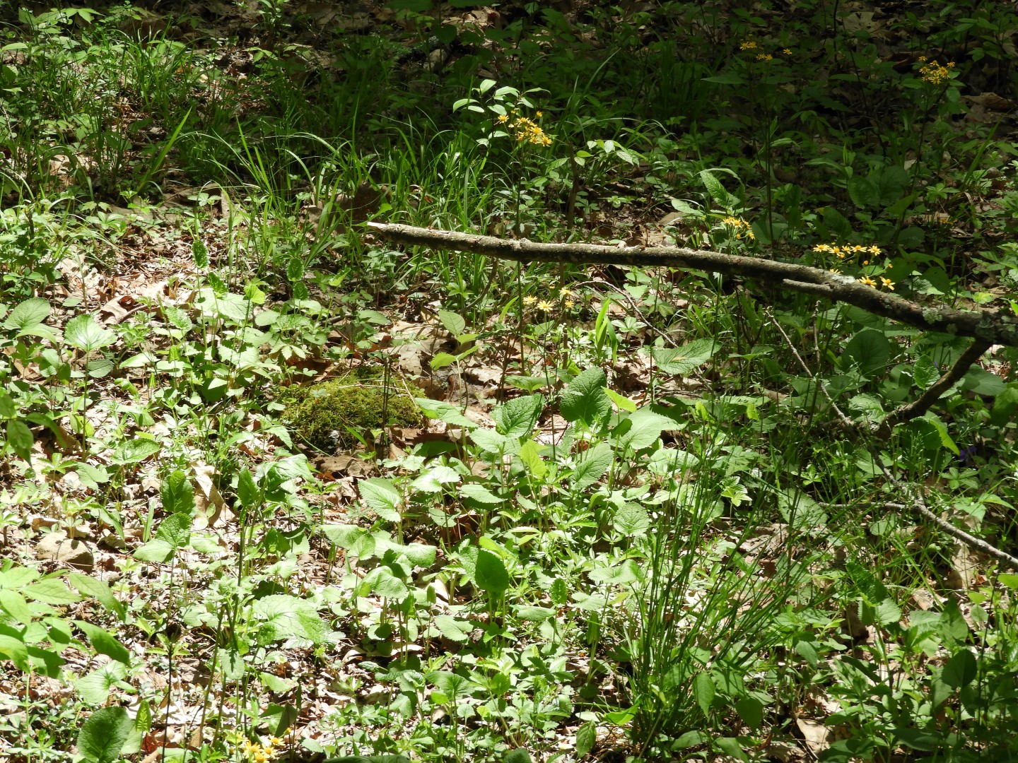 Flora at Ft. Necessity NP near Farmington PA  2 of  5 (#4941)