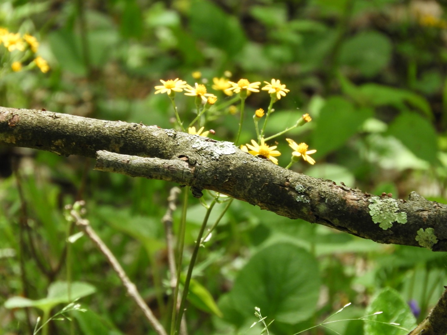 Flora at Ft. Necessity NP near Farmington PA  3 of  5 (#4942)
