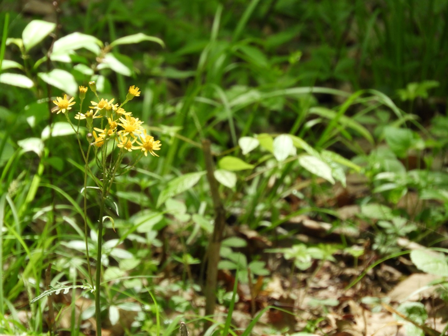 Flora at Ft. Necessity NP near Farmington PA  4 of  5 (#4943)