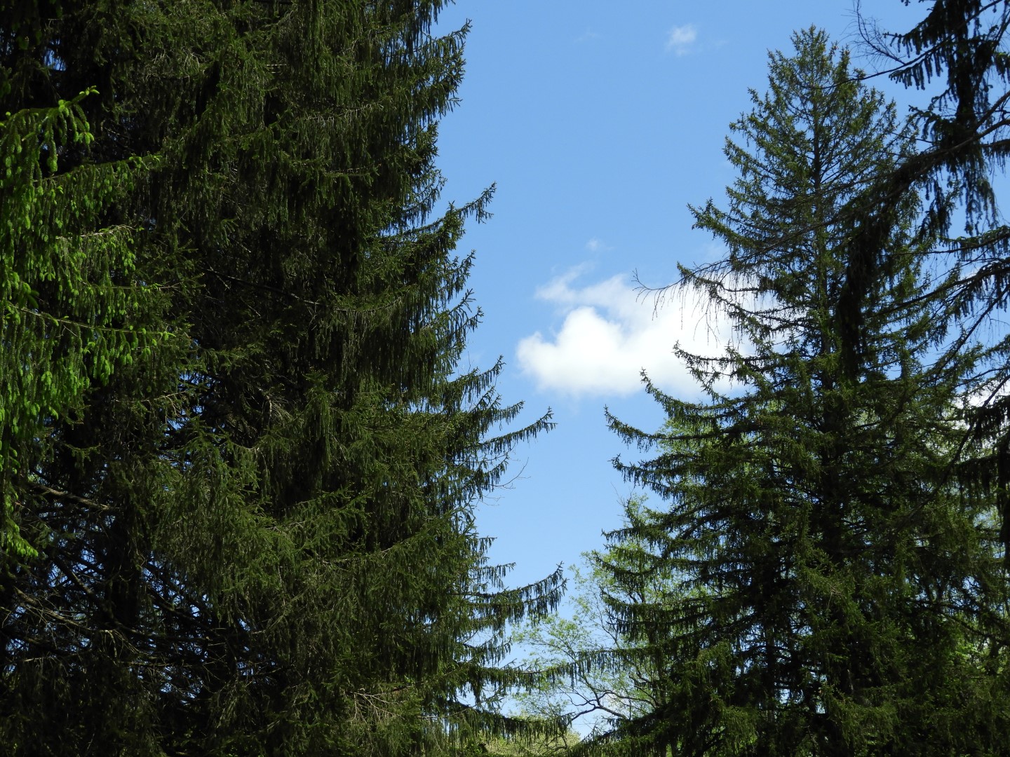 Flora at Ft. Necessity NP near Farmington PA  5 of  5 (#4946)