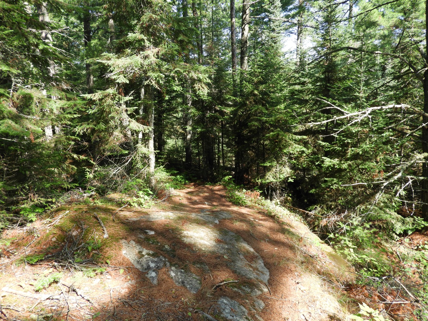 Voyaguer National Park in Northern MN -- Forest  1 of  4 (#5399)