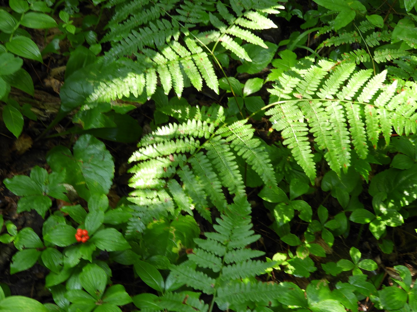 Voyaguer National Park in Northern MN -- Forest  2 of  4 (#5400)