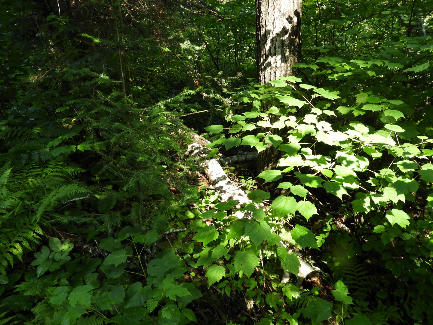 Voyaguer National Park in Northern MN -- Forest  3 of  4 (#5401)
