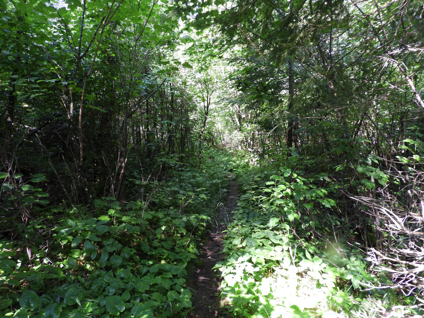 Voyaguer National Park in Northern MN -- Forest  4 of  4 (#5402)