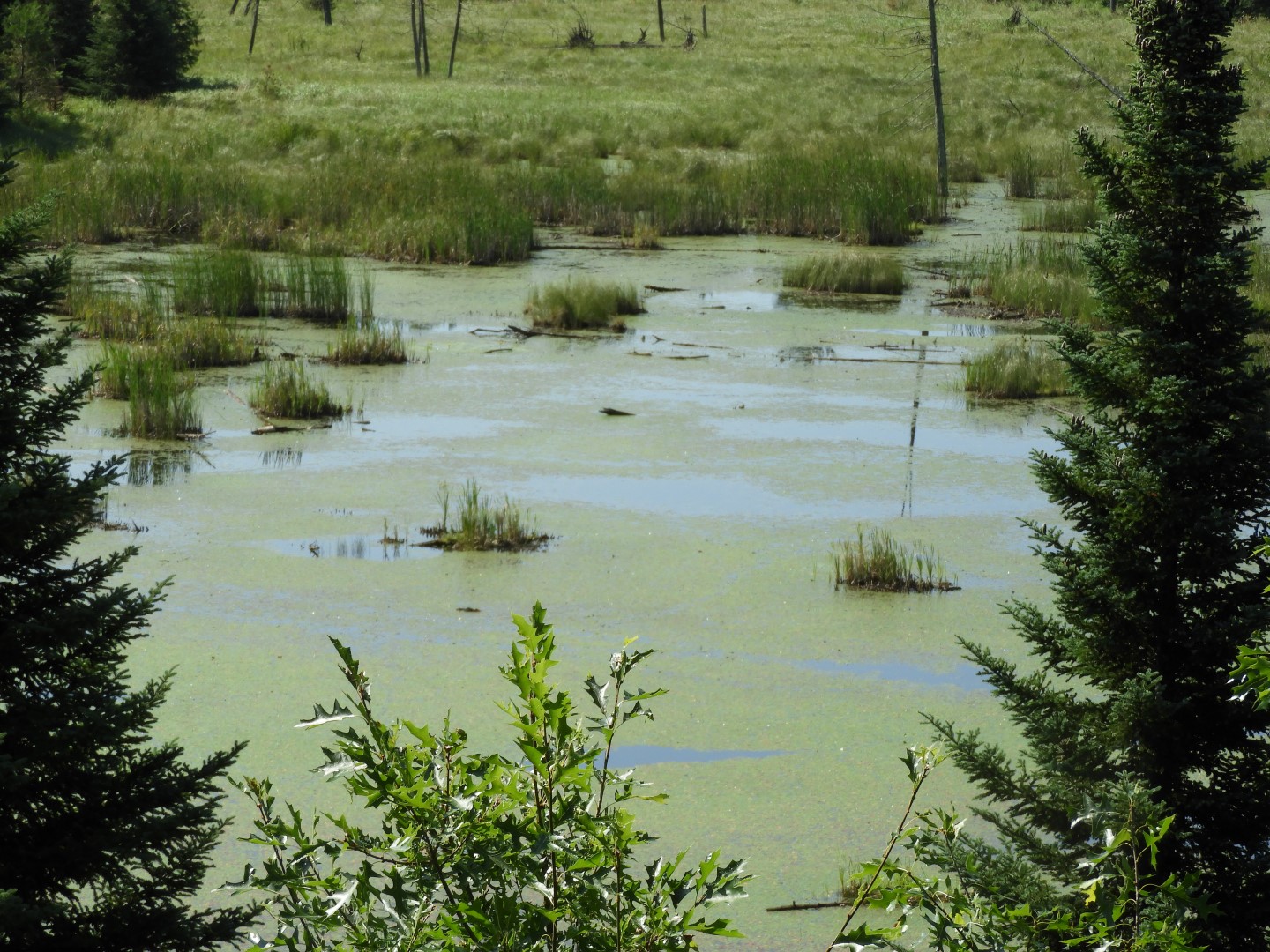 Voyaguer National Park in Northern MN -- Pond  5 of 10 (#5406)