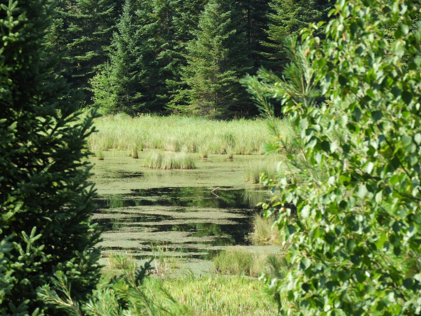 Voyaguer National Park in Northern MN -- Pond  6 of 10 (#5407)