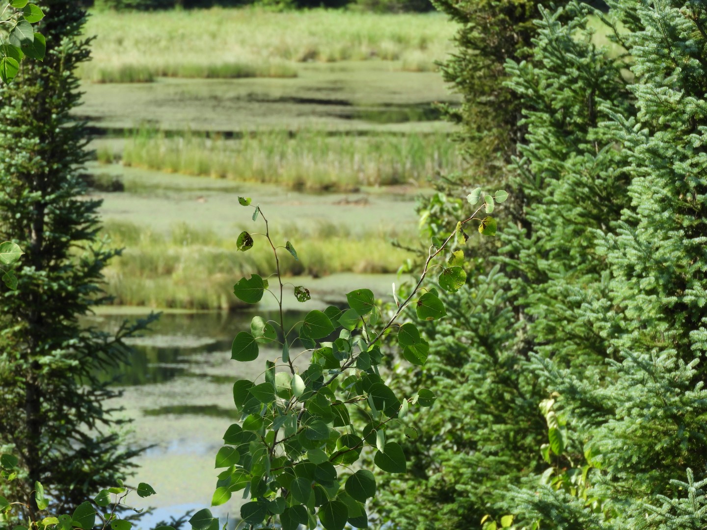 Voyaguer National Park in Northern MN -- Pond  7 of 10 (#5408)