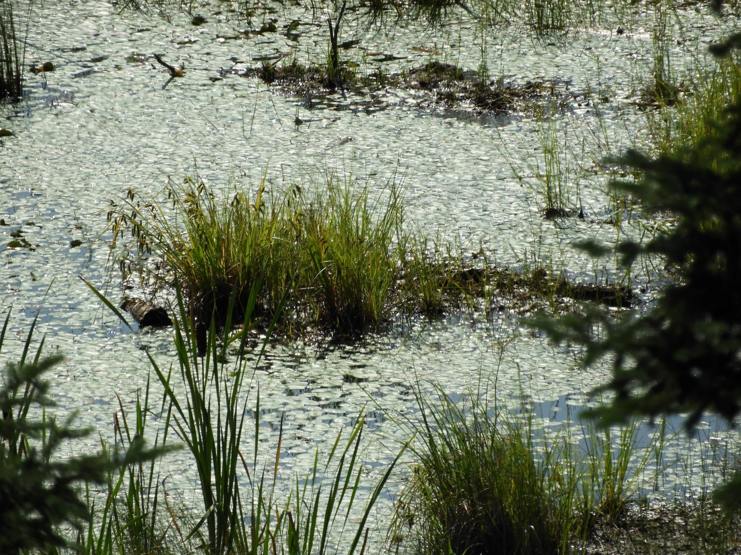 Voyaguer National Park in Northern MN -- Pond  8 of 10 (#5409)