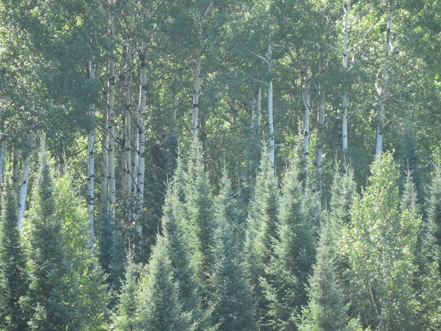 Voyaguer National Park in Northern MN -- Pond  9 of 10 (#5410)