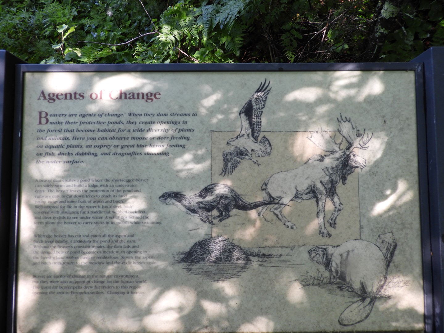 Voyaguer National Park in Northern MN -- Pond 10 of 10 (#5411)