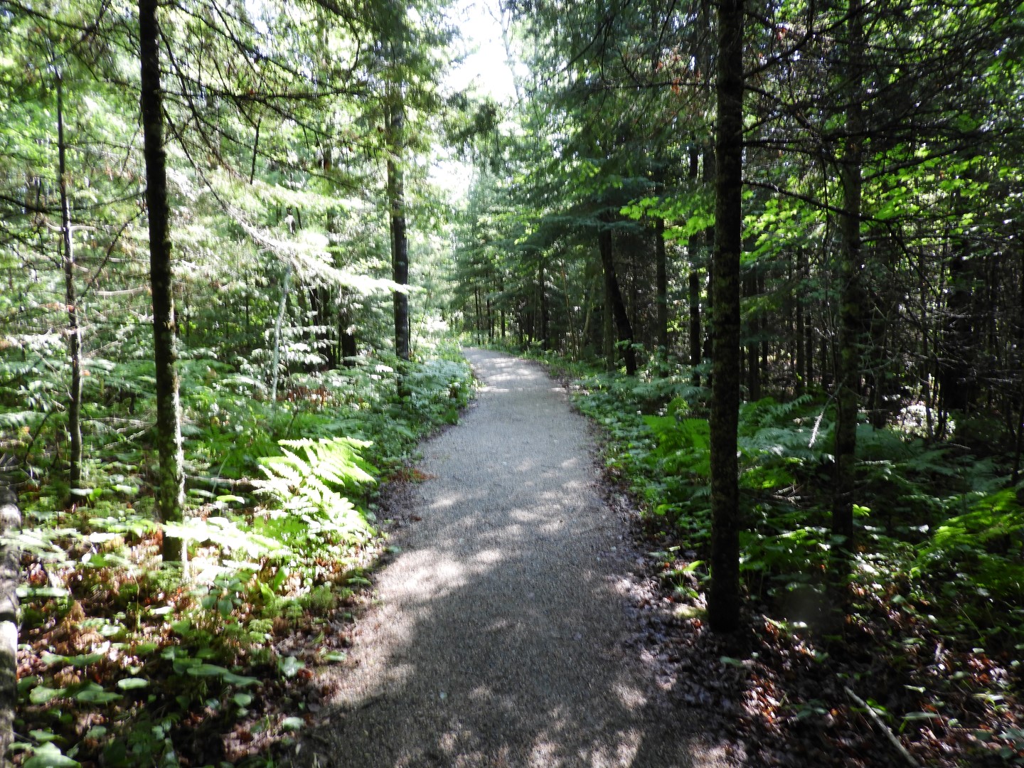 Voyaguer National Park in Northern MN -- Pond  1 of 10 (#5412)