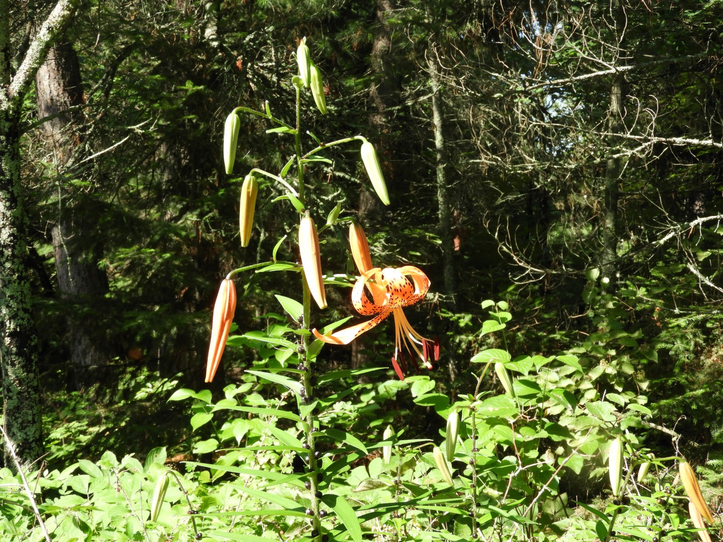 Voyaguer National Park in Northern MN -- Lake  4 of 14 (#5418)