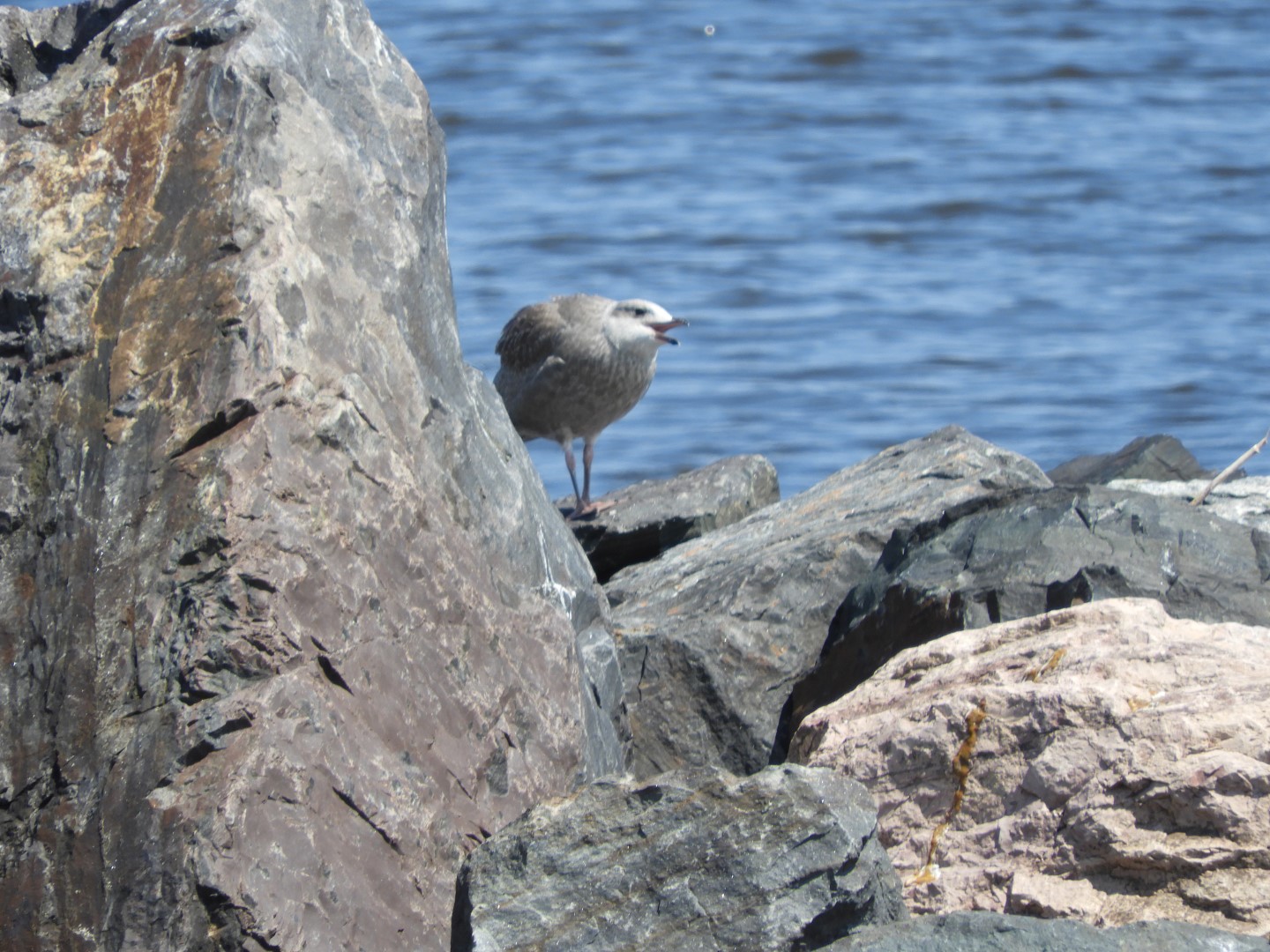 Lake Superior seen from Canal Park in Duluth MN  8 of 28 (#5440)