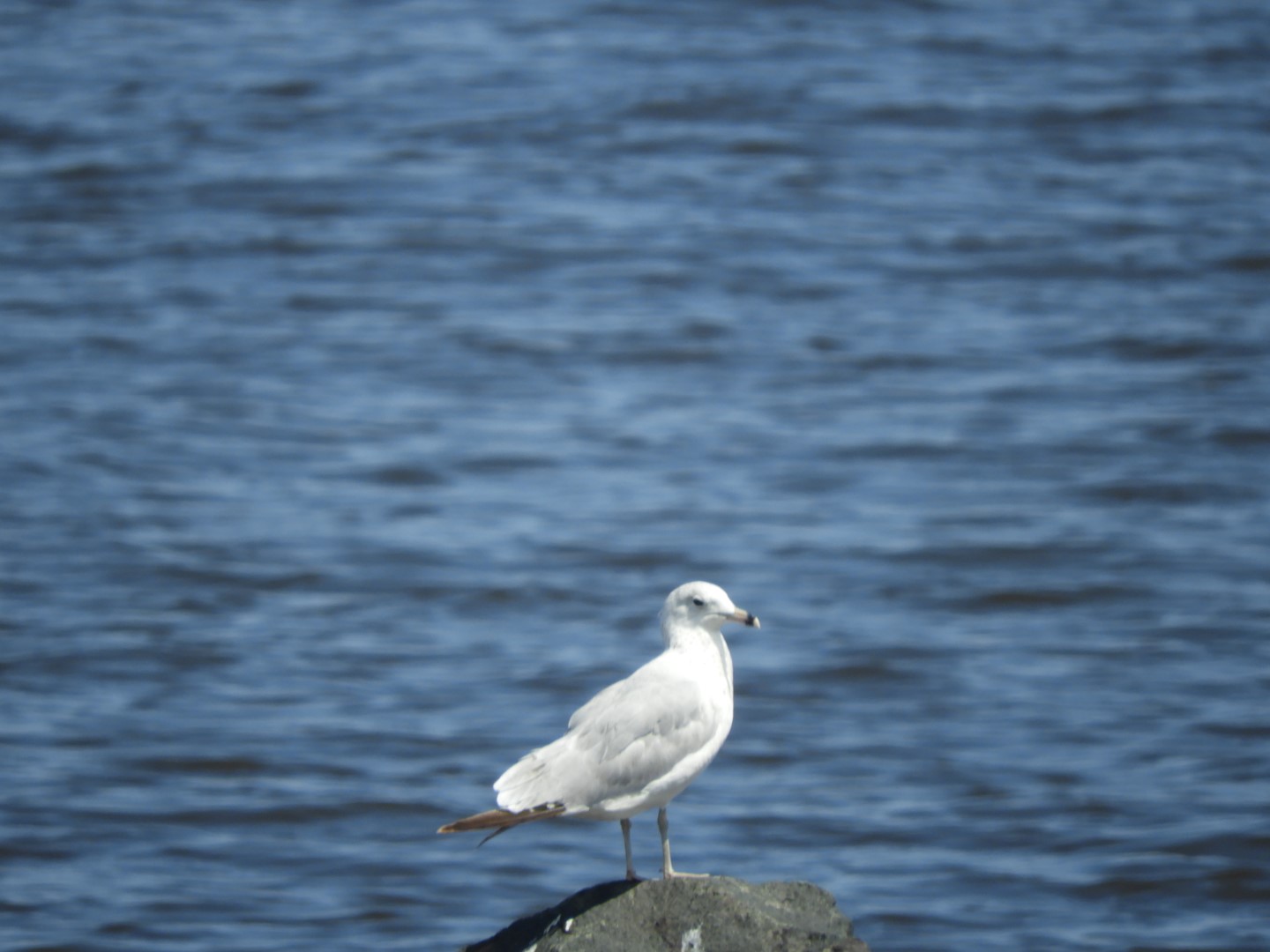 Lake Superior seen from Canal Park in Duluth MN 20 of 28 (#5453)