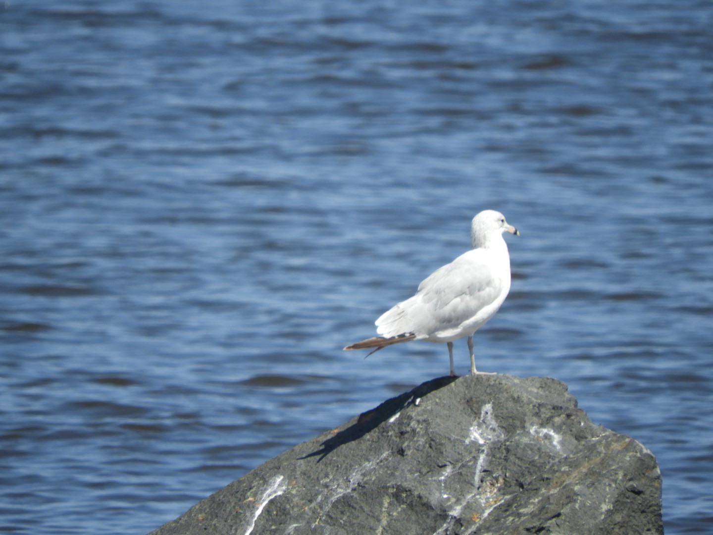 Lake Superior seen from Canal Park in Duluth MN 21 of 28 (#5454)