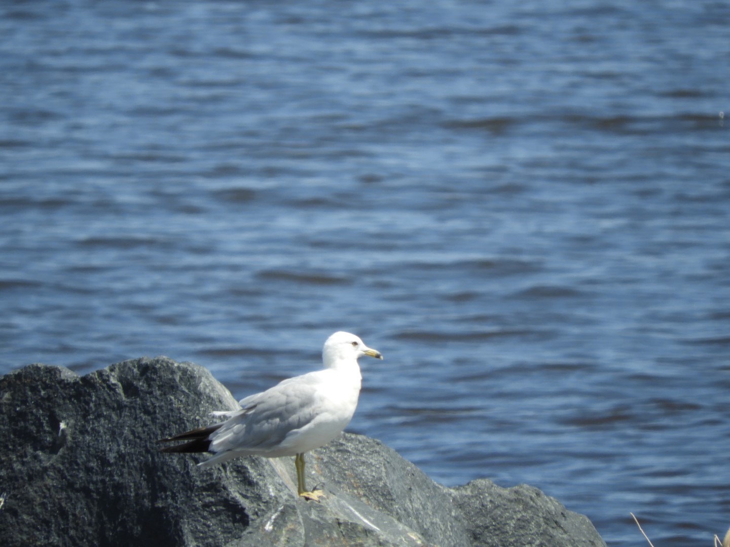 Lake Superior seen from Canal Park in Duluth MN 24 of 28 (#5457)