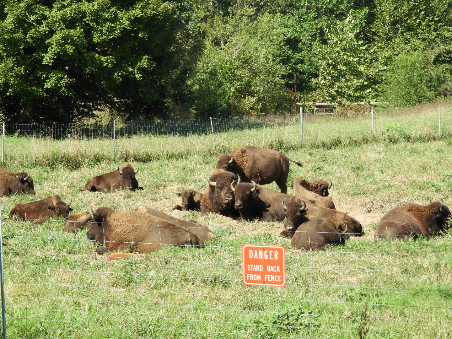 Land Between the Lakes in southwestern Kentucky -- Bison on the Tennessee side  1 of  5 (#5700)