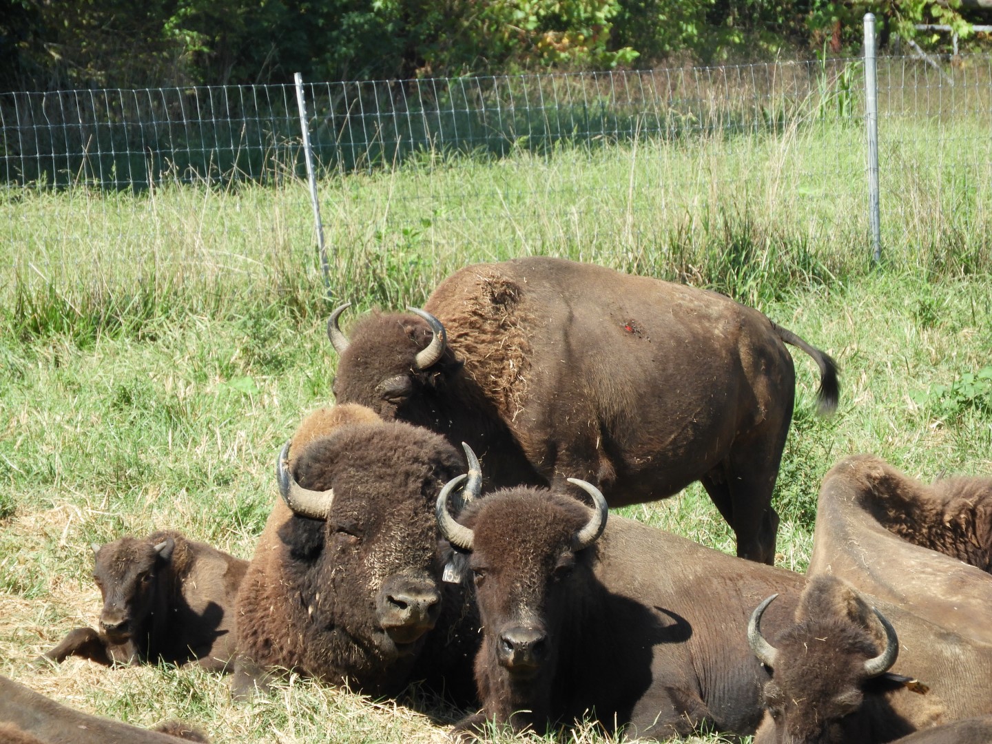 Land Between the Lakes in southwestern Kentucky -- Bison on the Tennessee side  2 of  5 (#5701)
