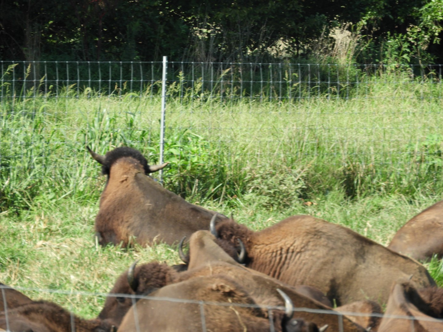 Land Between the Lakes in southwestern Kentucky -- Bison on the Tennessee side  3 of  5 (#5702)