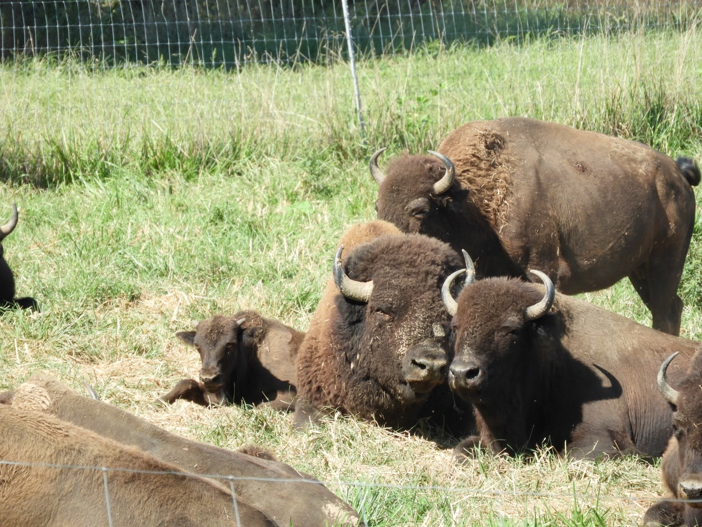 Land Between the Lakes in southwestern Kentucky -- Bison on the Tennessee side  4 of  5 (#5703)