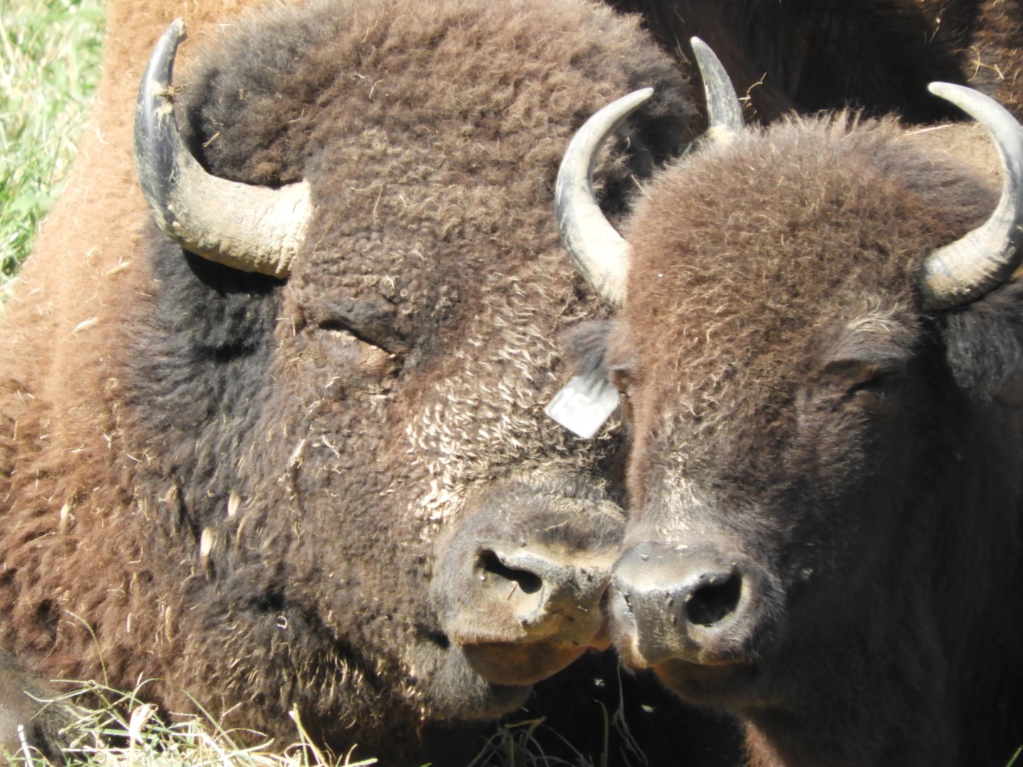 Land Between the Lakes in southwestern Kentucky -- Bison on the Tennessee side  5 of  5 (#5710)