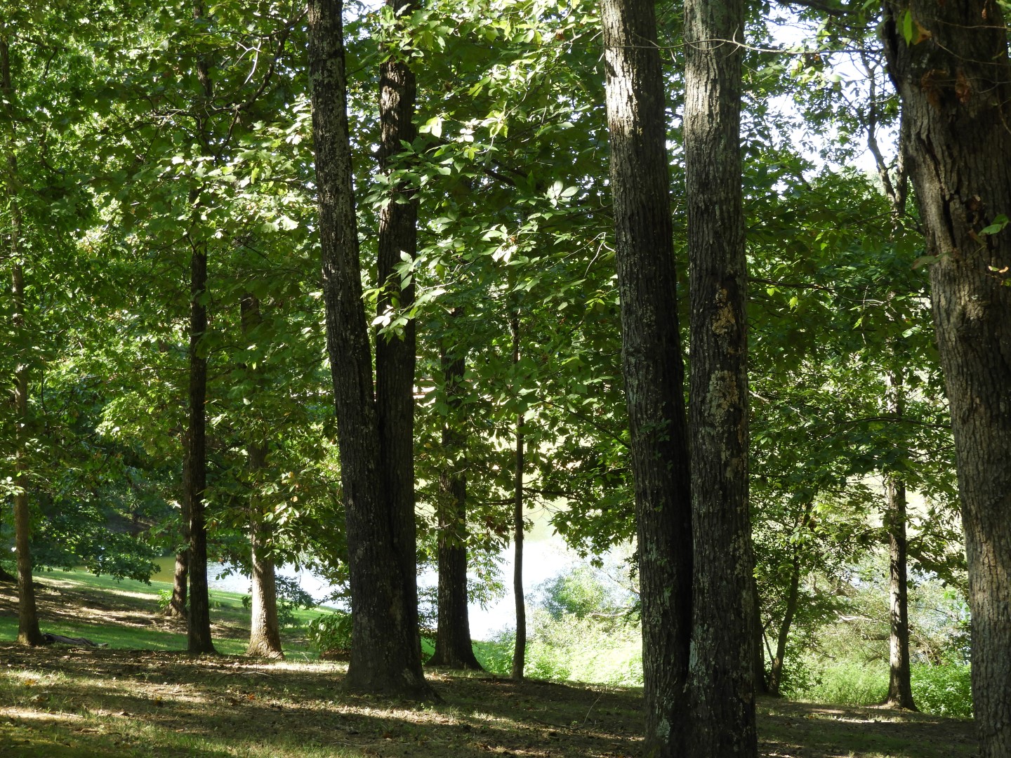 Land Between the Lakes in southwestern Kentucky -- Golden Pond  2 of 11 (#5713)